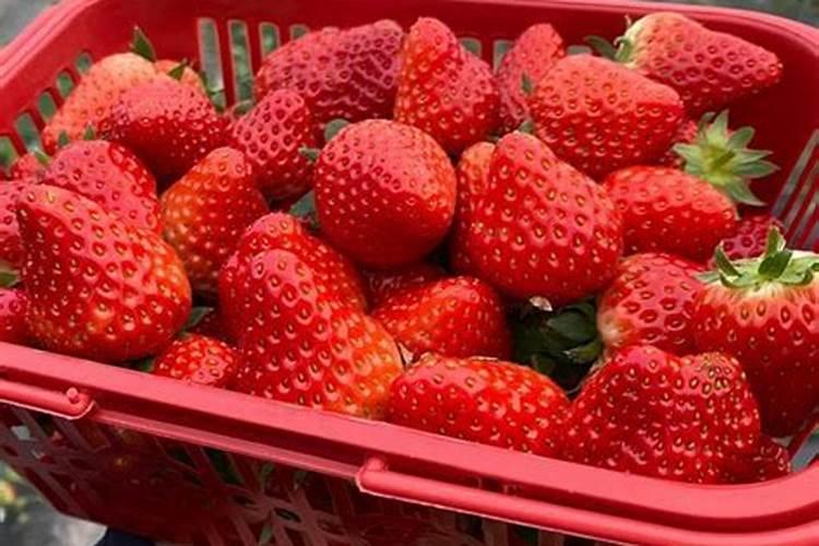 草莓适合施加什么样的肥料