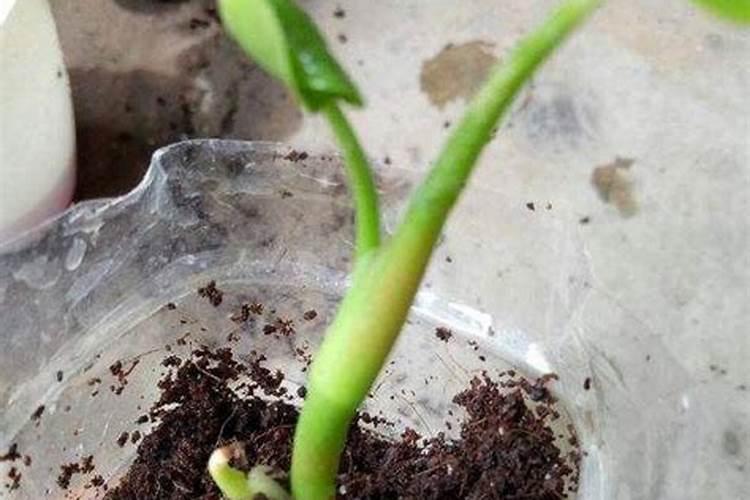 植物五大生长激素的生理作用是什么啊？