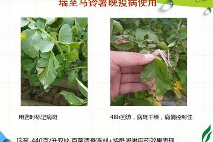 马铃薯用什么叶面肥好 打几次效果好