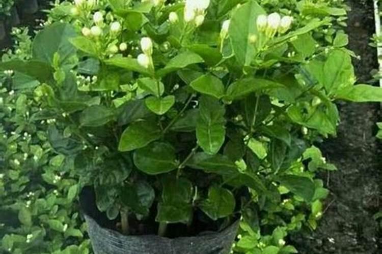 除甲醛十大排名植物
