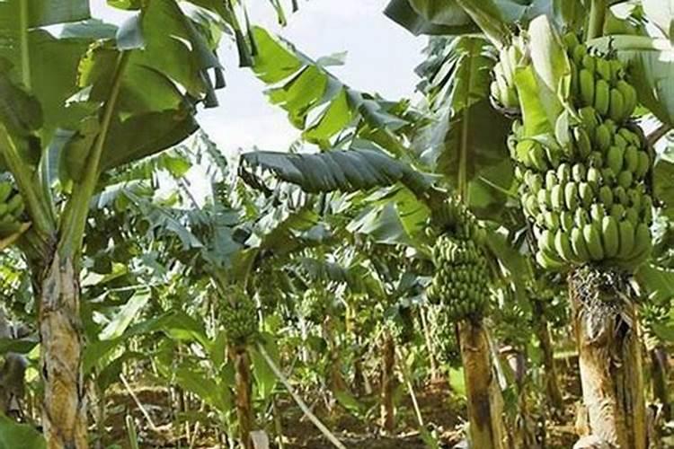 芥菜播种管理方法