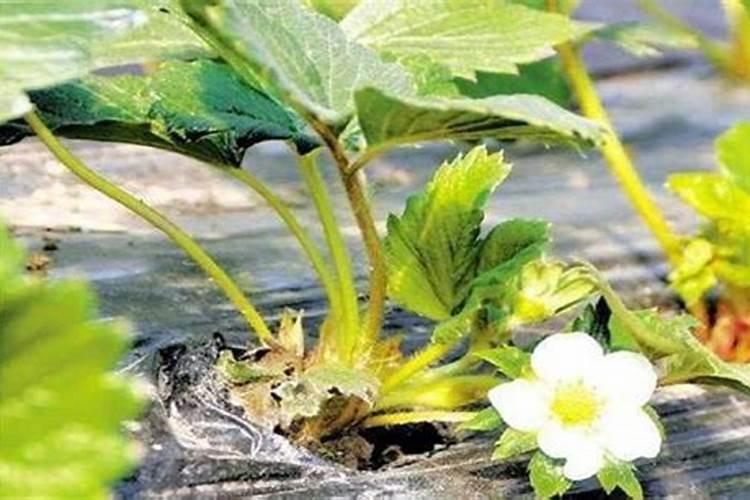 草莓生根养根用什么肥