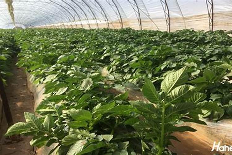 复合肥可以当水溶肥吗(复合肥能用水溶解后滴灌吗)