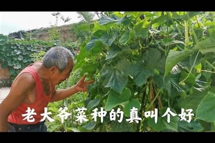 硼肥不能和什么混用
