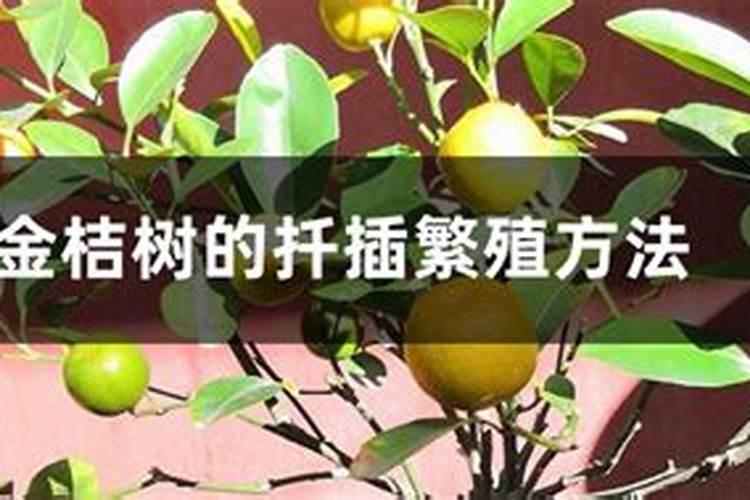 在家里种金桔怎么施肥