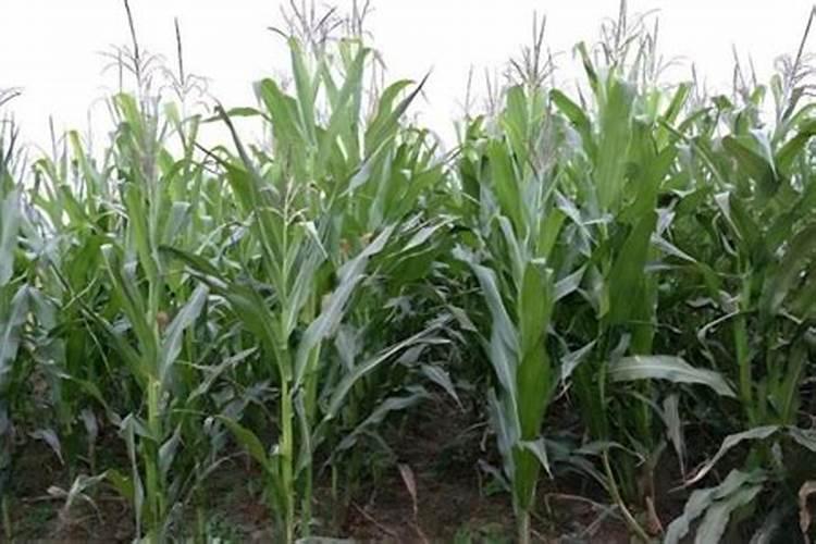 水果玉米施什么肥最好 怎么给水果玉米施肥好呢