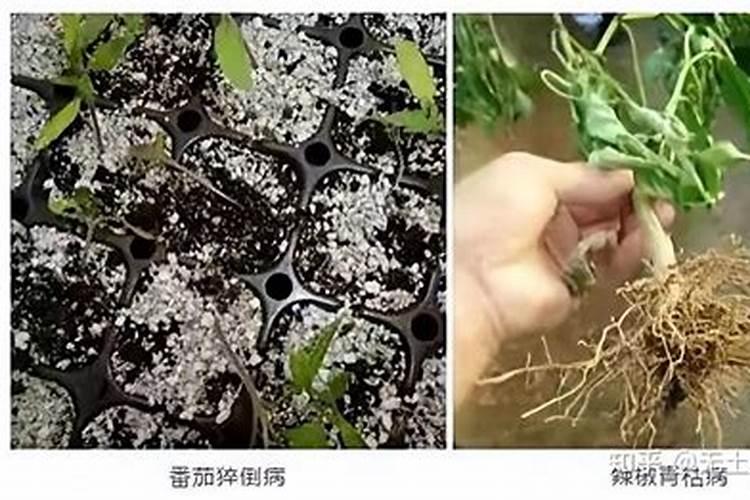 100斤硫酸铵可以冲多少水？