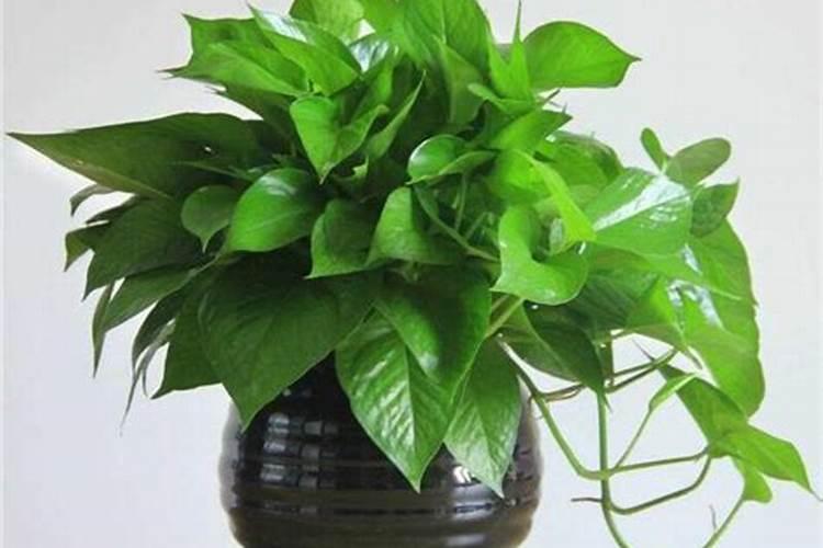 打了除草剂多久可以种菜