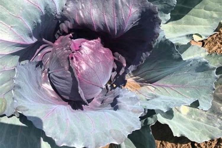 湖南祁阳哪些采摘园值得一去？