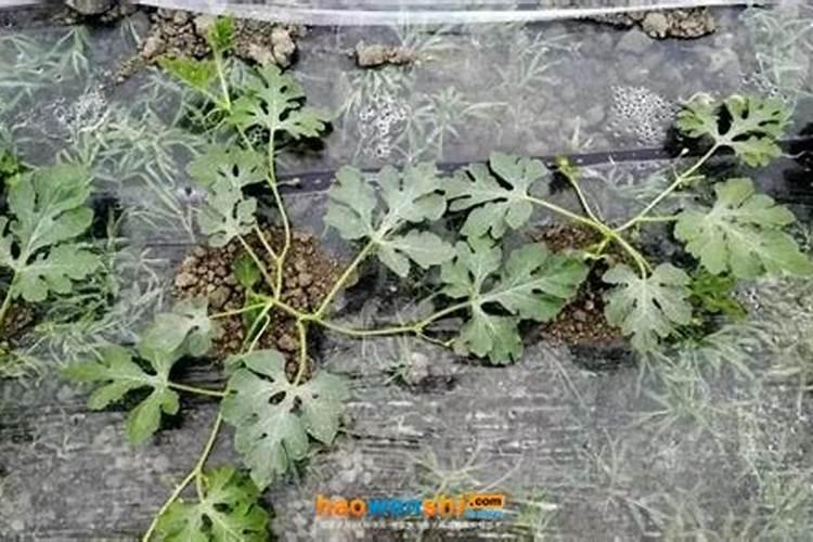 西瓜伸蔓期都接瓜了需要追什么肥