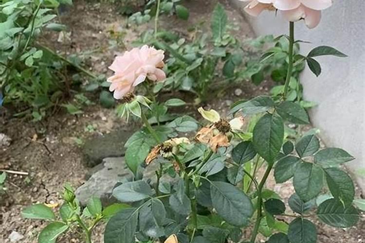 月季长花苞后怎么施肥 花蕾期施什么肥