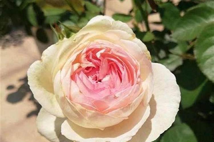 月季长花苞后怎么施肥