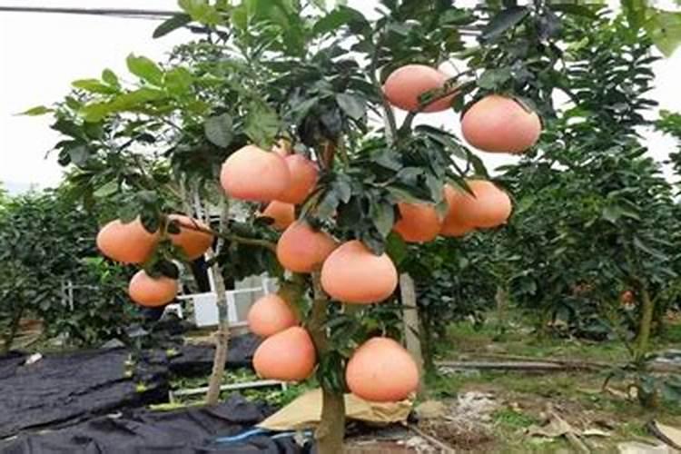 蜜柚促花保果技术 蜜柚怎么施肥好