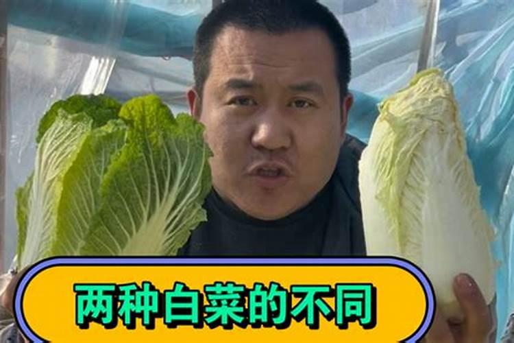种大白菜用什么样的肥料好？为什么？