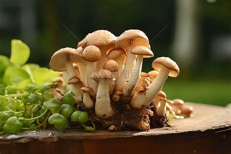 种蘑菇用嘧菌酯可以吗？