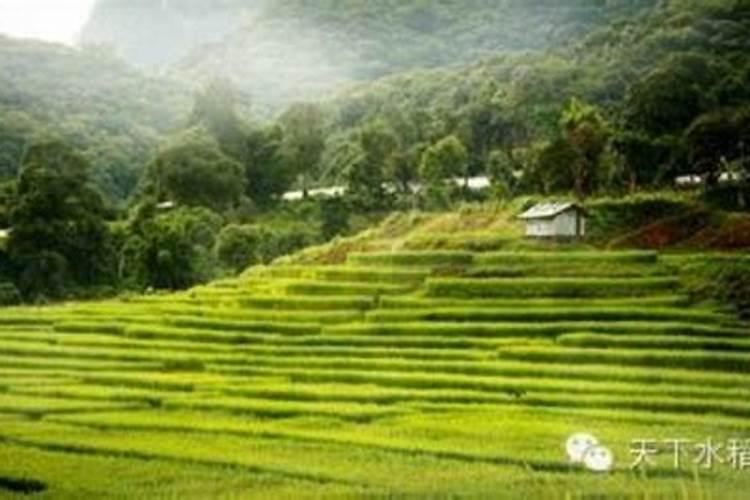 水稻秧苗怎样种植水稻秧苗种植方法