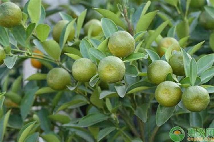 果树保花保果施什么肥料？果树一次冲施多少肥料？果树膨果增甜用...