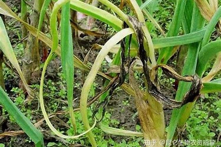 大蒜干尖黄叶打什么药效果最好