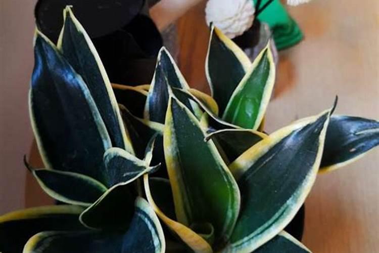 金边吊兰用什么肥好