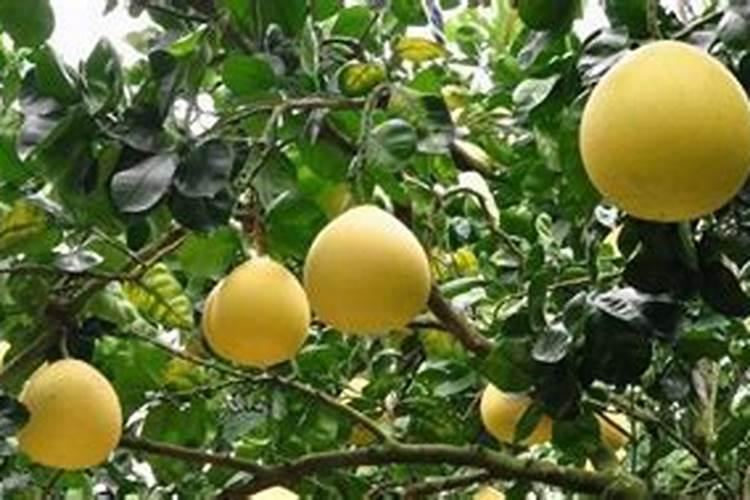 藏川样树叶上有蚧壳虫用什么药可以治。