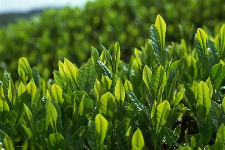 茶叶用什么化肥好