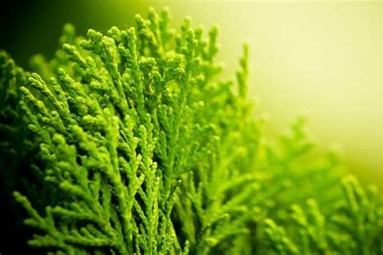 海藻肥的施用方法 注意事项有哪些