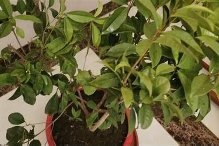 桂花树换盆后注意事项