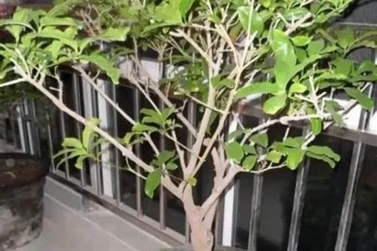 桂花换盆后多久浇水