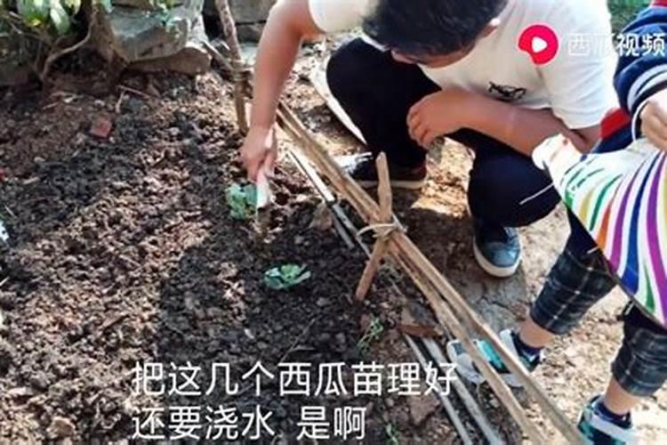 西瓜施肥用什么肥料