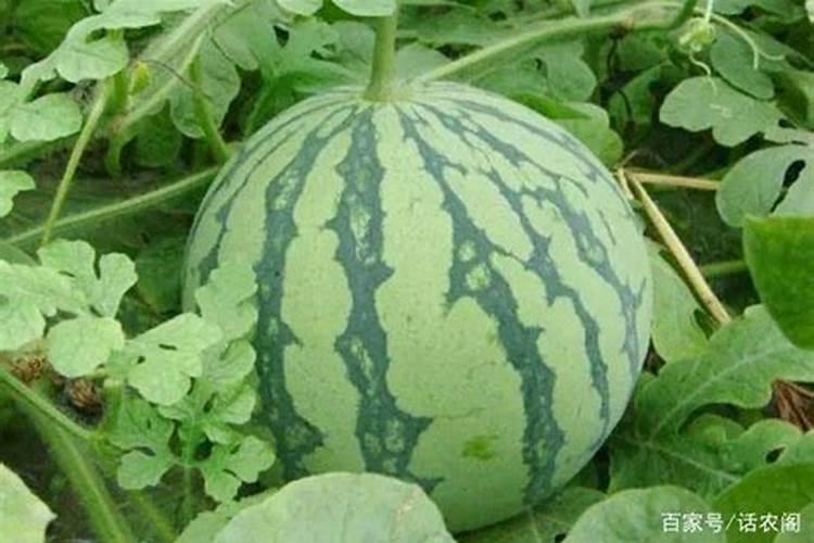 种植西瓜用什么肥料最佳 种植西瓜用的肥料