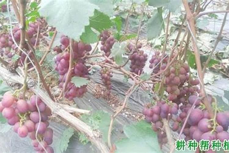 葡萄转色期施什么肥