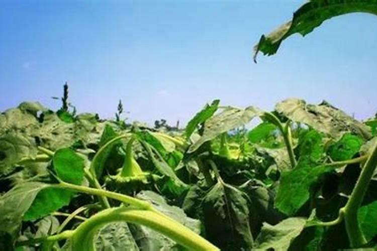 油葵如何种植产量高？