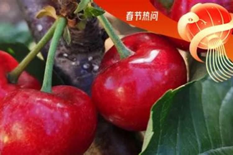 樱桃用什么肥料最好