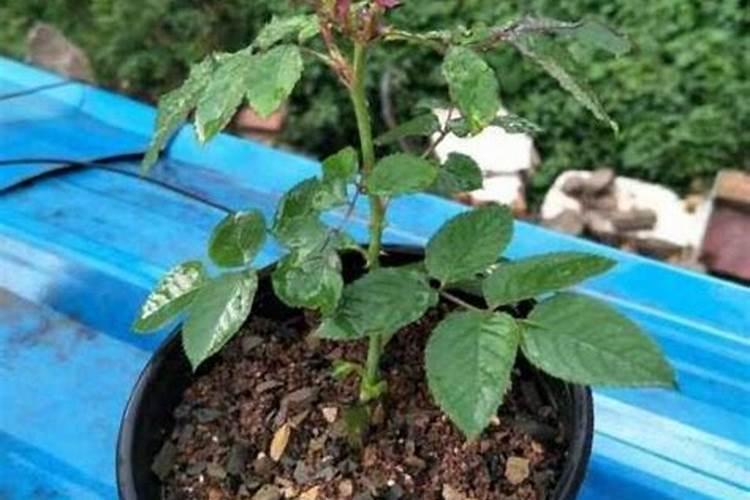 月季小苗施肥时间和方法