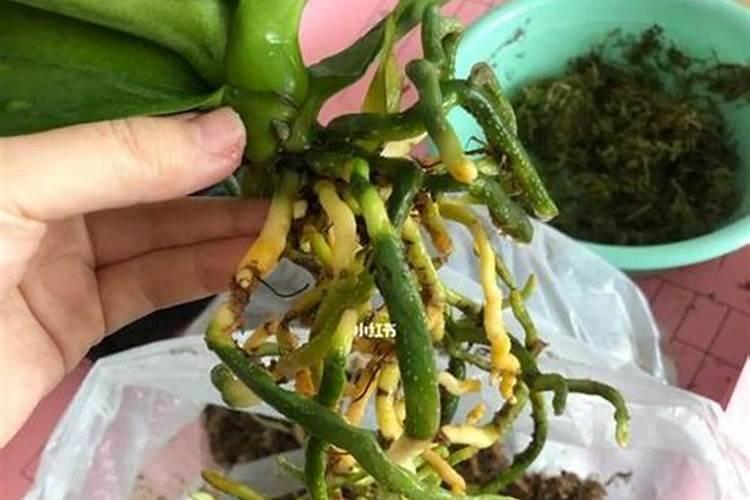 君子兰换盆后可施叶面肥吗？