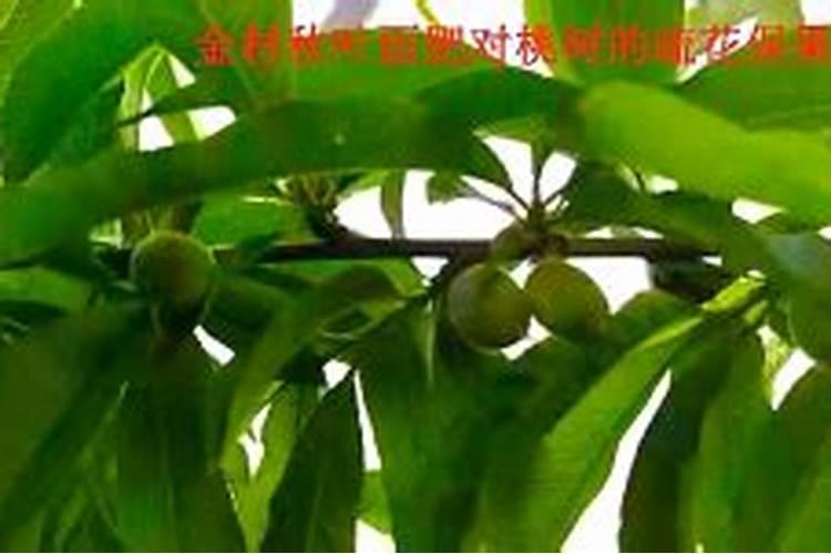 望秋巴斯夫叶面肥效果怎么样
