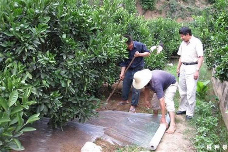 柑橘小苗可以用作生长调节剂吗？