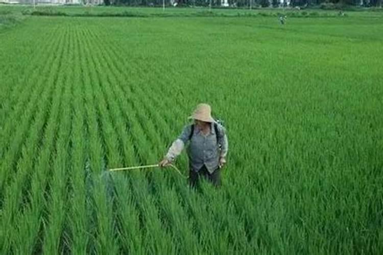 水稻种植时,田里没水可以施肥吗？为什么？