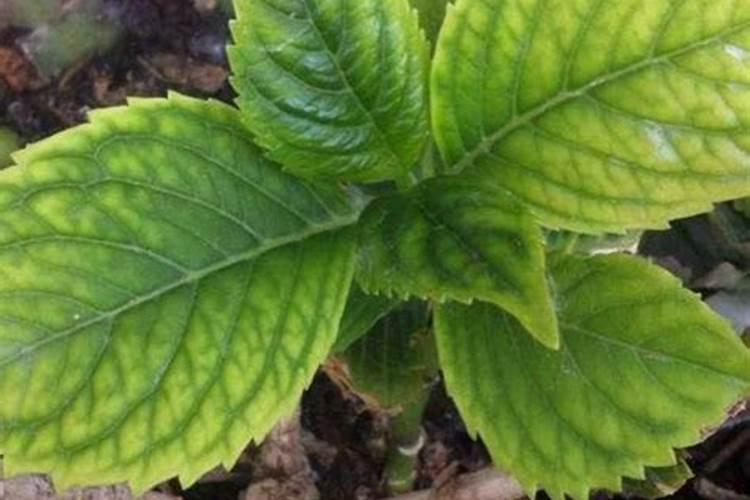 棉花叶面肥的施用方法及其注意事项