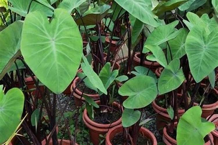 当归的种植与生长条件