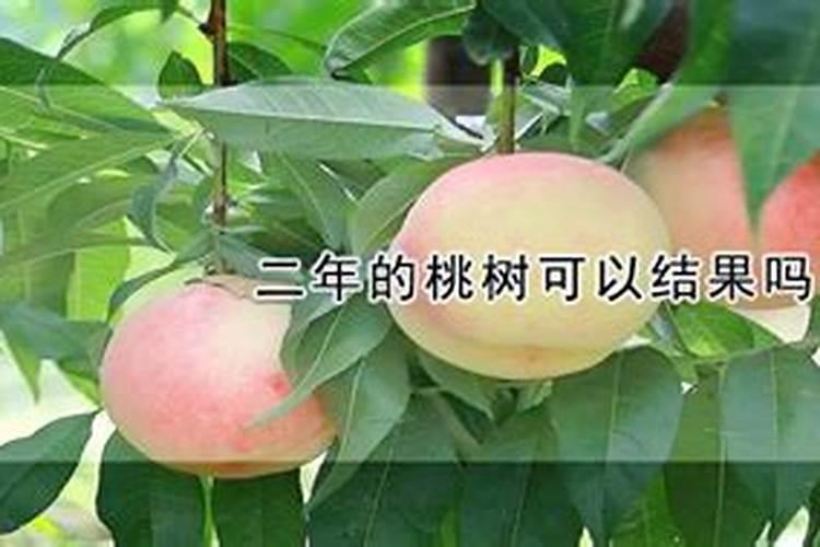 桃树施什么肥料最好