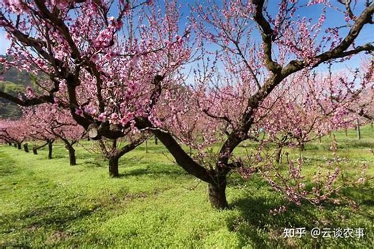 二年桃树,秋季施什么肥？