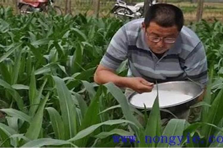 氮肥在植物上的作用和功效