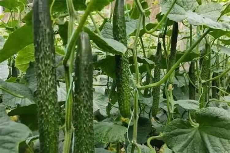 920、复硝酚钠和芸苔素能不能同时用？