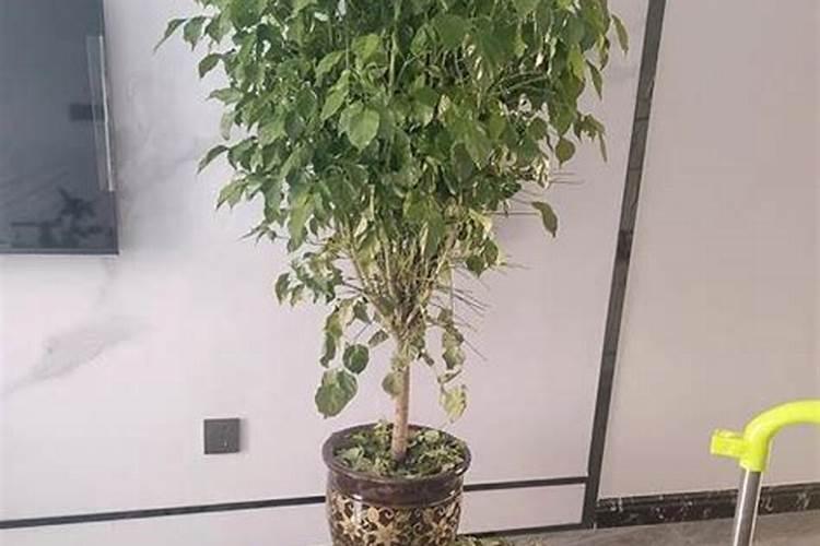 幸福树施什么肥好