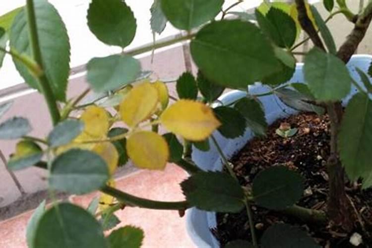 月季花用什么除草剂除草又不伤苗？