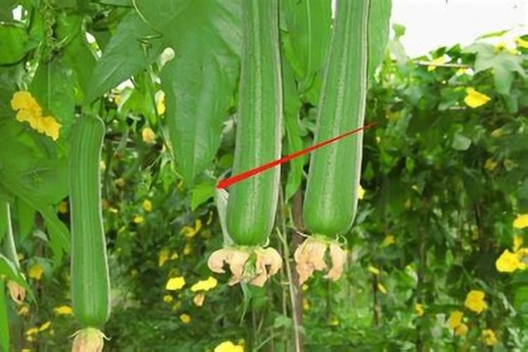 丝瓜是一种瓜类蔬菜,那么种植丝瓜,如何施肥能提高产量呢？