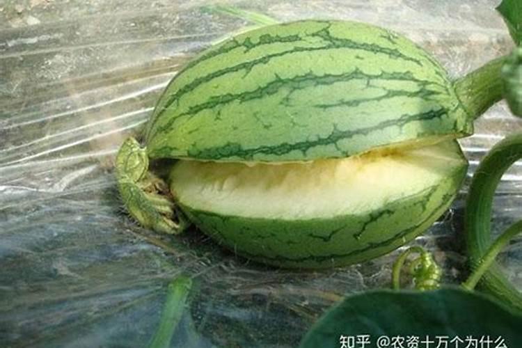 西瓜雨水过多打什么药