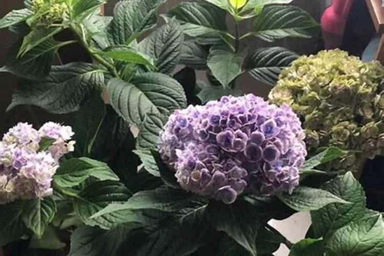 绣球花施肥时间和方法