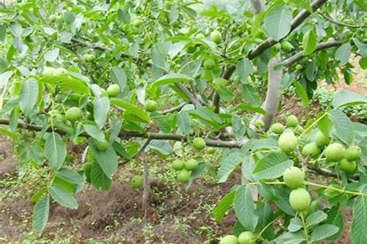 第一年葡萄小苗施什么肥(刚种葡萄苗用什么肥料长得快)